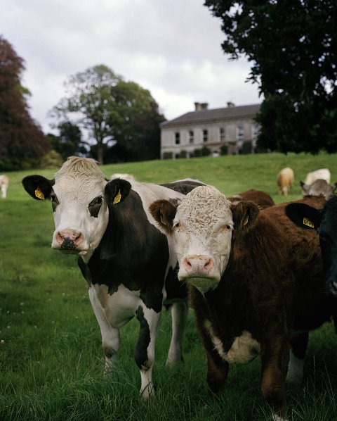 Ballyvolane House, the place of leaping heifers