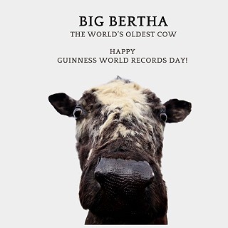 Bertha's Revenge Gin named after Big Bertha, the World's Oldest Cow