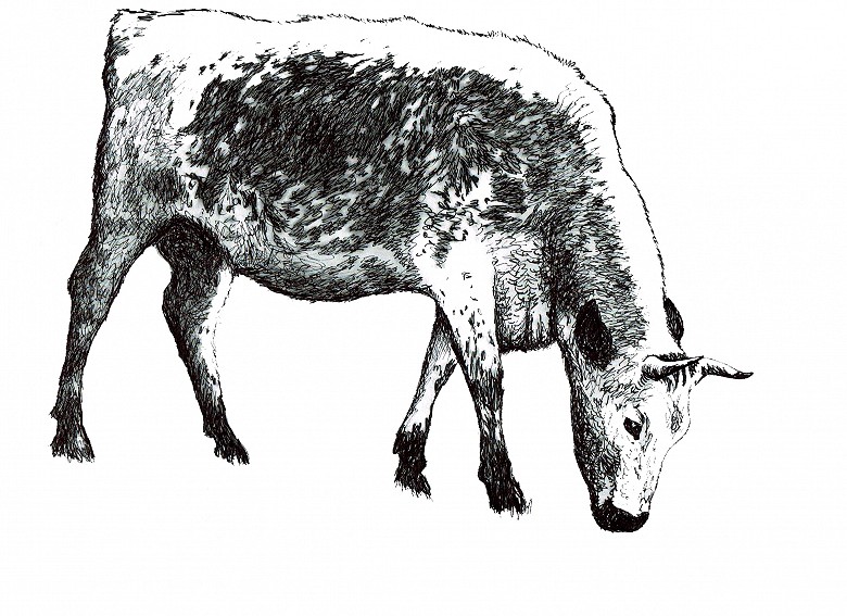 Big Bertha - the world's oldest cow | Illustration by Fiona Mansfield