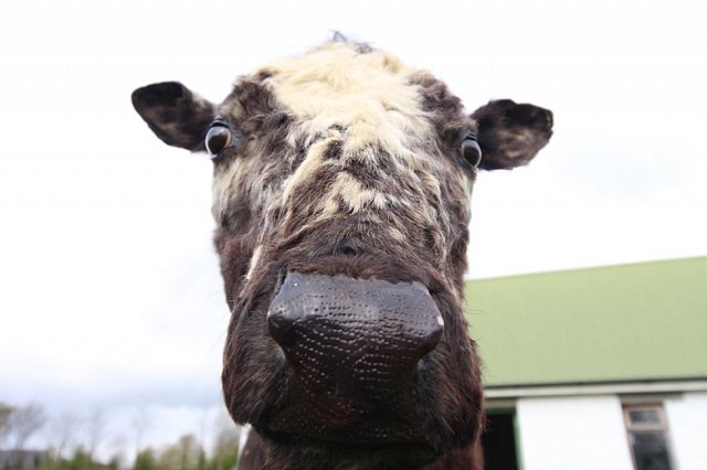 The Story of Bertha The Oldest Cow by Turtle Bunbury on Countrywide RTE ...