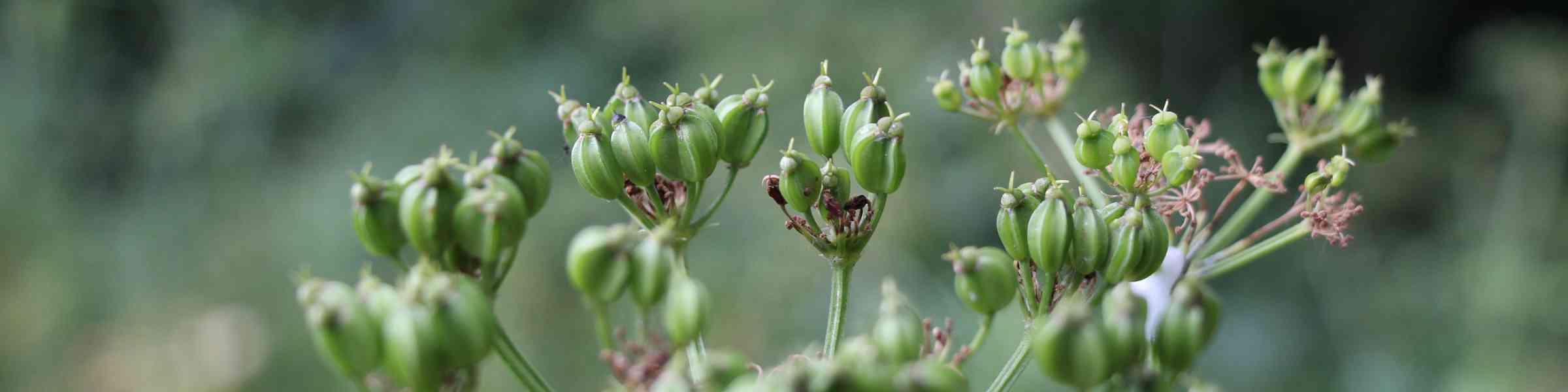 Gin Botanicals