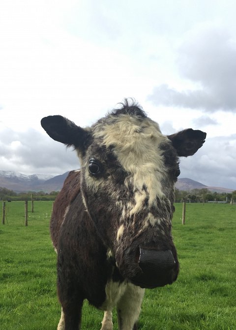 Big Bertha at home in Kerry