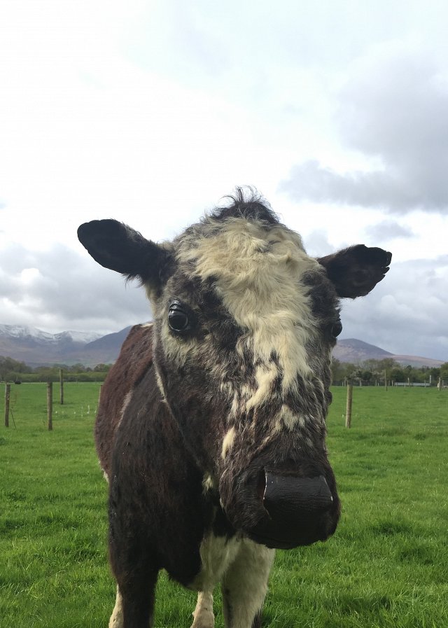 Big Bertha, Irelands' oldest cow & legend of Sneem in Kerry